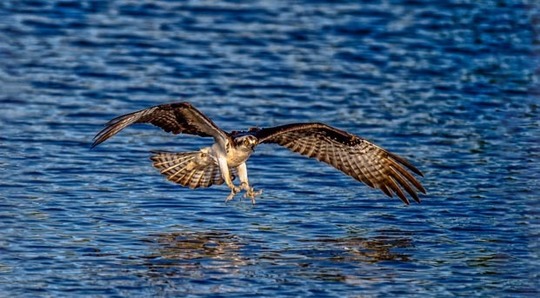 osprey