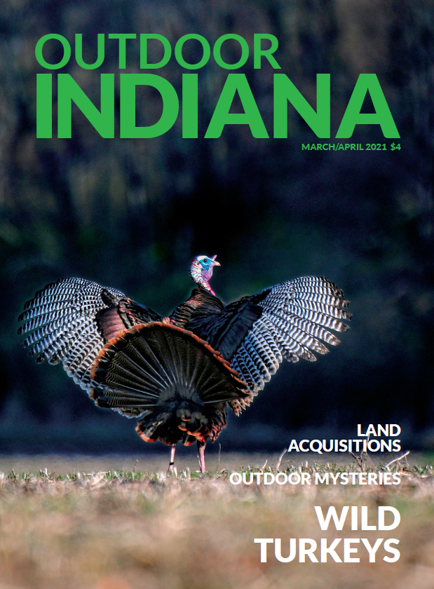 Outdoor Indiana Magazine Wild Turkeys