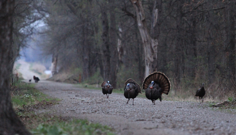 Turkeys on a road