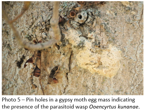 gyspy moth egg mass