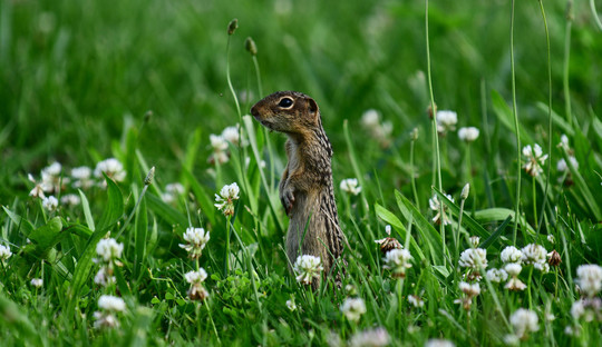 Ground squirrel