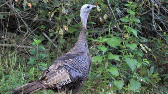 A turkey hen among grass