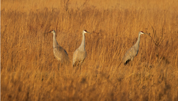 Cranes