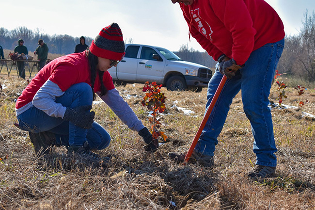 planting