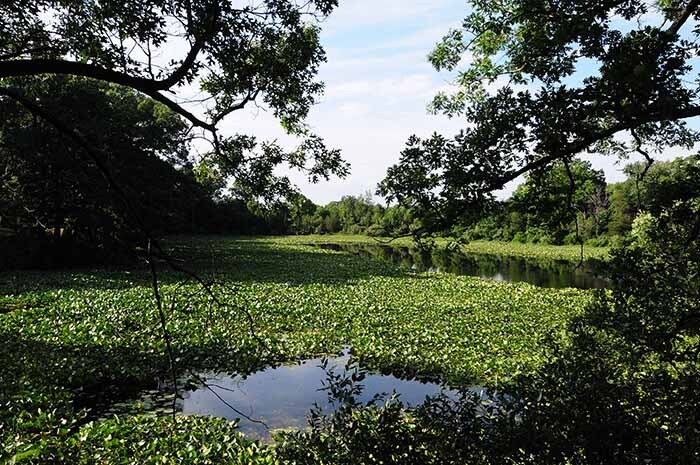 Pisgah Marsh