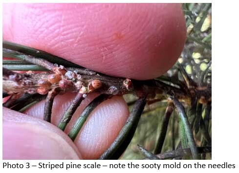 pine scale