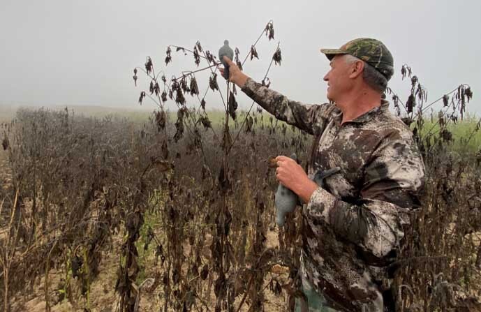 Dove decoys