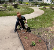 planting