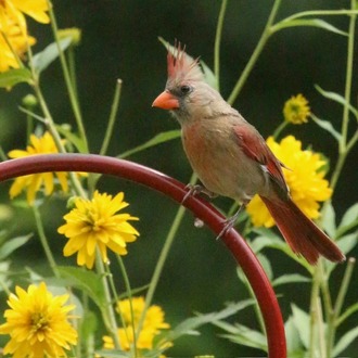 Female Cardinal