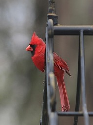 male cardinal