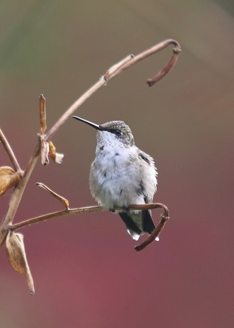 Hummingbird