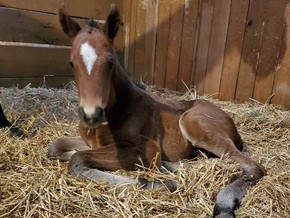 March Indiana Horse Racing Commission Newsletter
