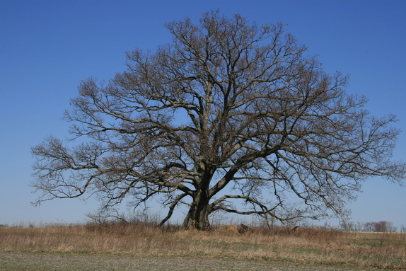 Celebrate and Nominate Indiana's Big Trees for 2015