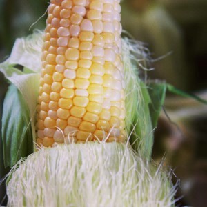 Corn ear