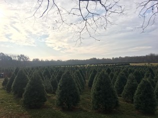 tree field