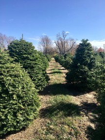 tree row