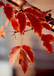 WLTF - ACER - FALL COLOR