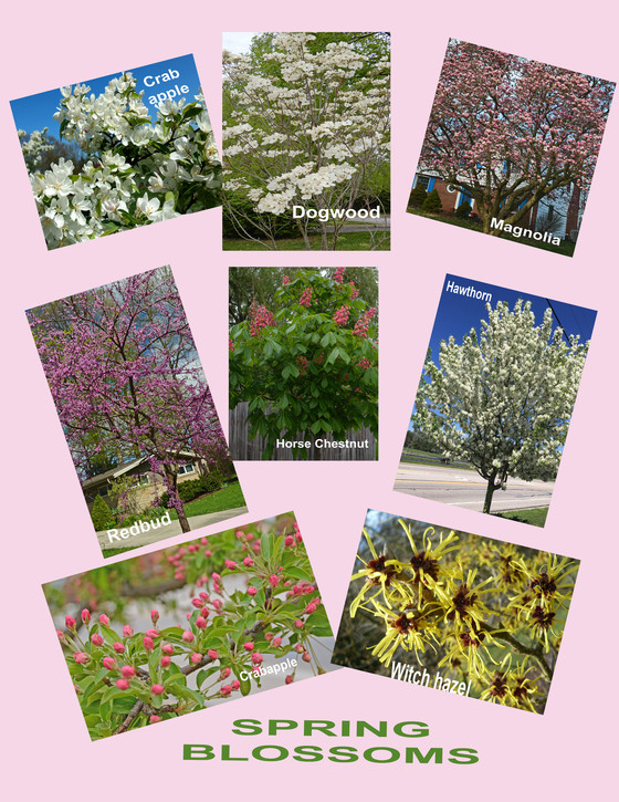WLTF - Spring Collage