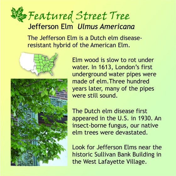 WLTF - Featured Tree Jefferson Elm 