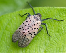 Spotted Lanternfly - 