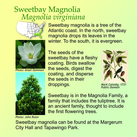 WLTF Sweetbay Magnolia