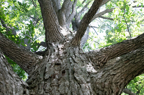Oak Tree Upward