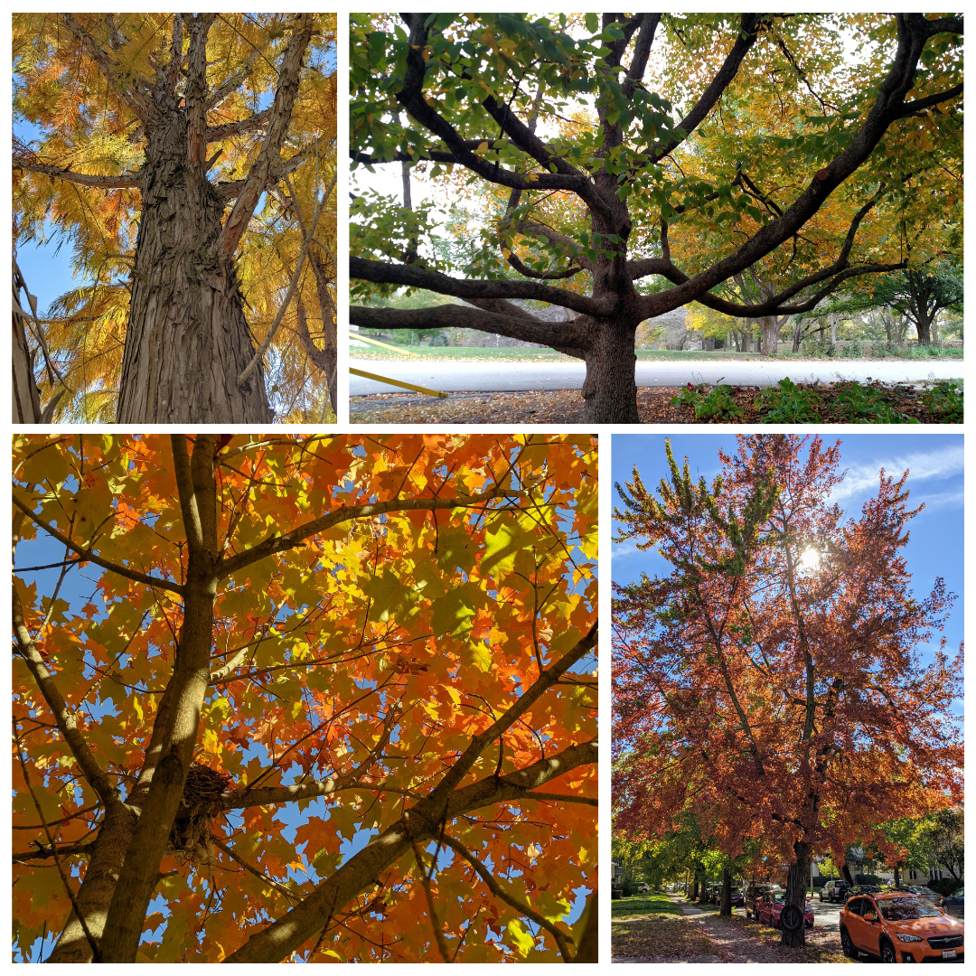 Fall Color Collage
