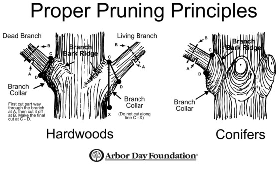 Pruning Diagram