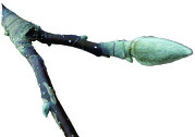 Magnolia Bud