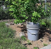 Bucket Method of Watering