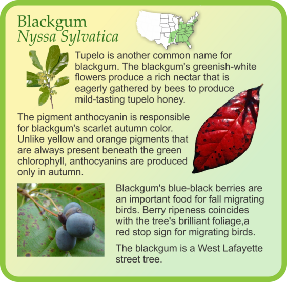 Blackgum Tree Infographic