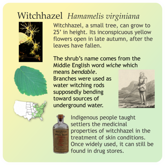 Witchhazel Infographic