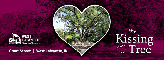 Kissing Tree graphic for campaign about removing a tree