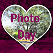 Kissing Tree graphic with a heart and words "Photo Day"