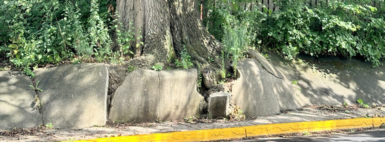 Kissing Tree damaging sidewalk on Grant Street