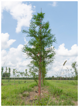 Small tree sapling in a row at the Municipal Tree Nursery.