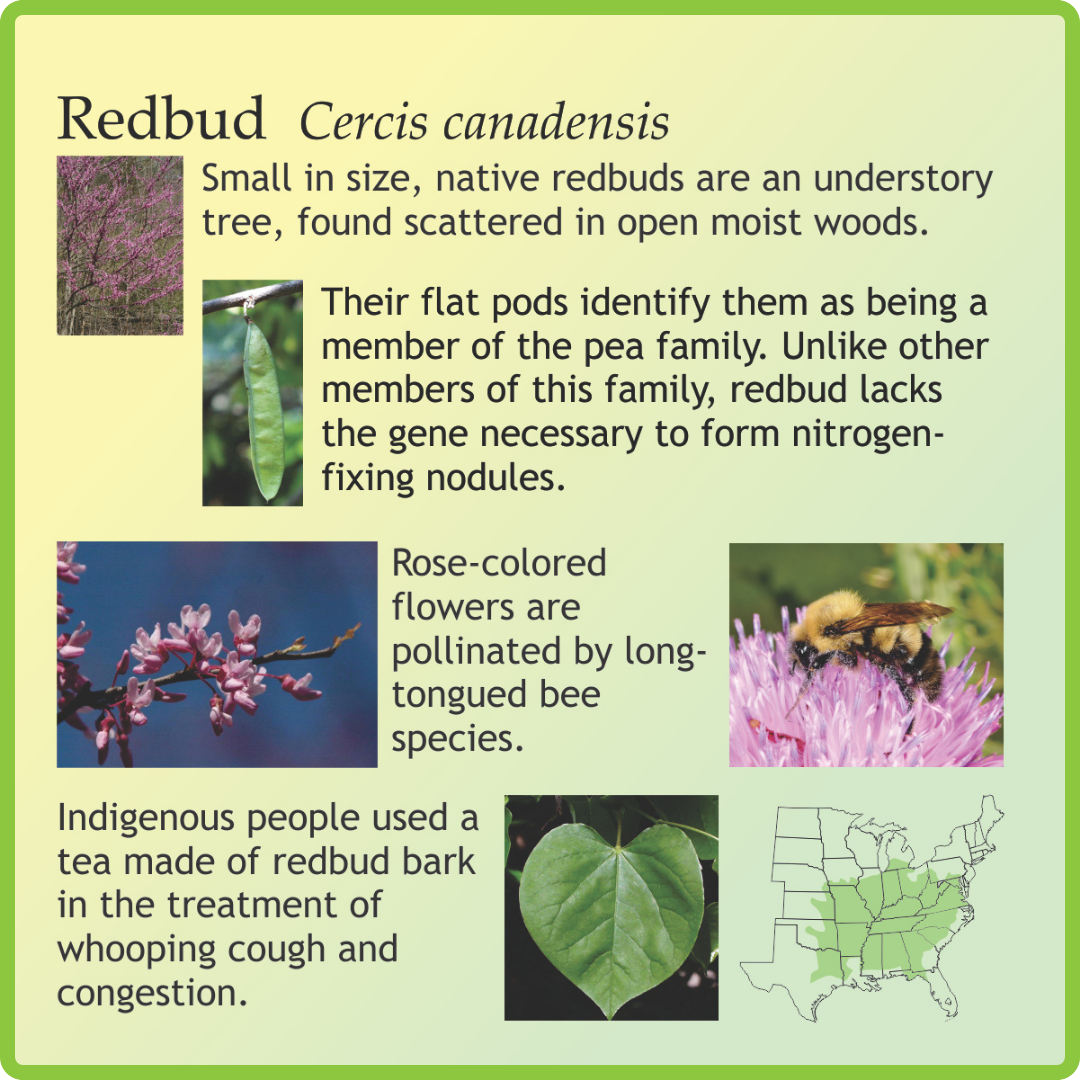 Redbud Tree Informational Graphic