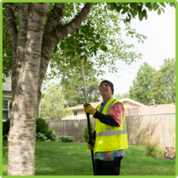 A Tree Friend volunteer pruning a tree
