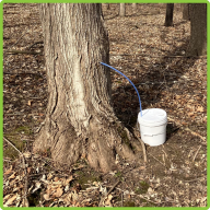 A maple tree tapped with a bucket and tube for sap collection
