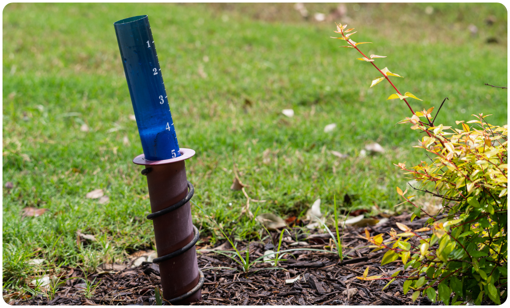 Rain gauge sitting on a bed of mulch