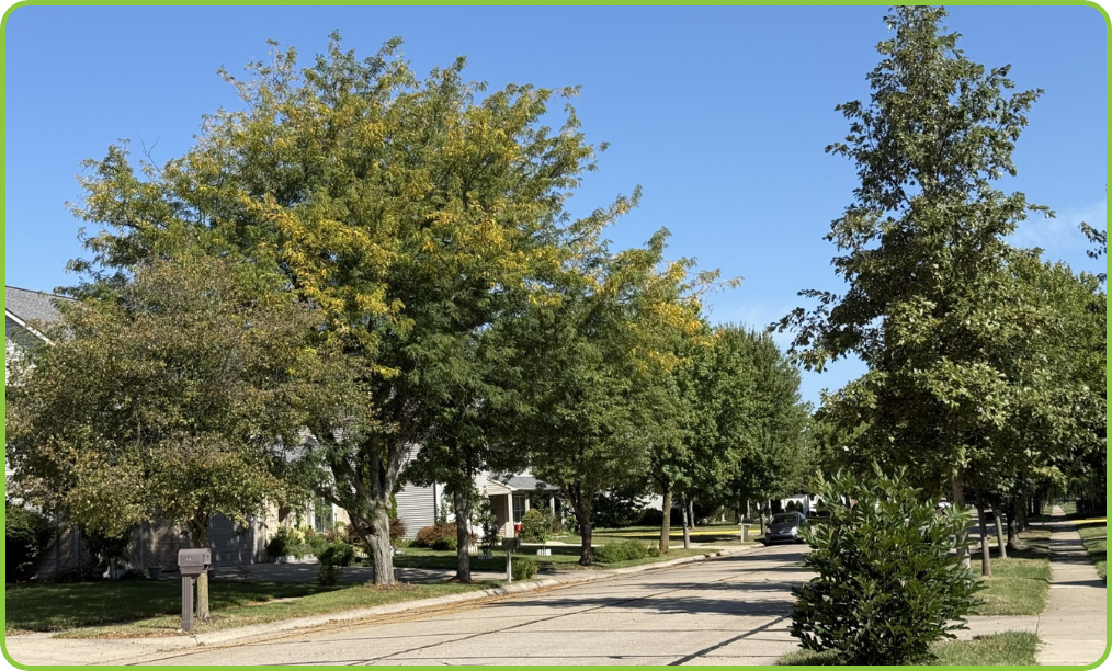 A city block with street trees evenly planted