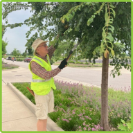A tree friend pruning a small street tree with a small hand saw