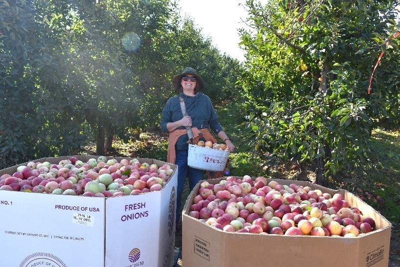 Feeding America West Michigan Volunteers Pick Apples
