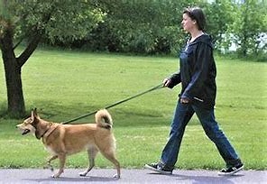 dog walking volunteer