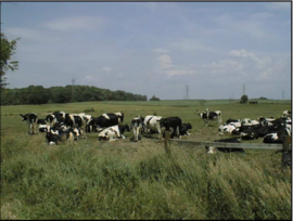 Lance Robinson 154 Acre Dairy Farm