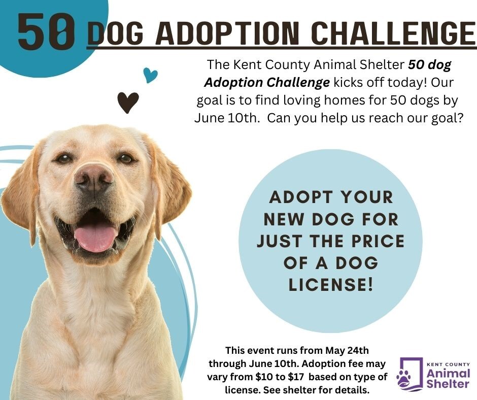 Animal Shelter Adoption Challenge Image