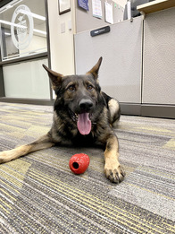 Picture of Ghost, a dog in the Kent County Sheriff's Office's K-9 Unit