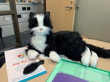 Picture of Community Action's newest team member, Tomás the robotic cat!