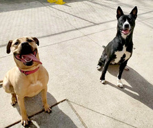 Image of two dogs available to be adopted at the the Kent County Animal Shelter