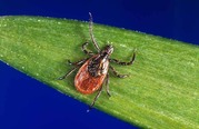 Black legged tick